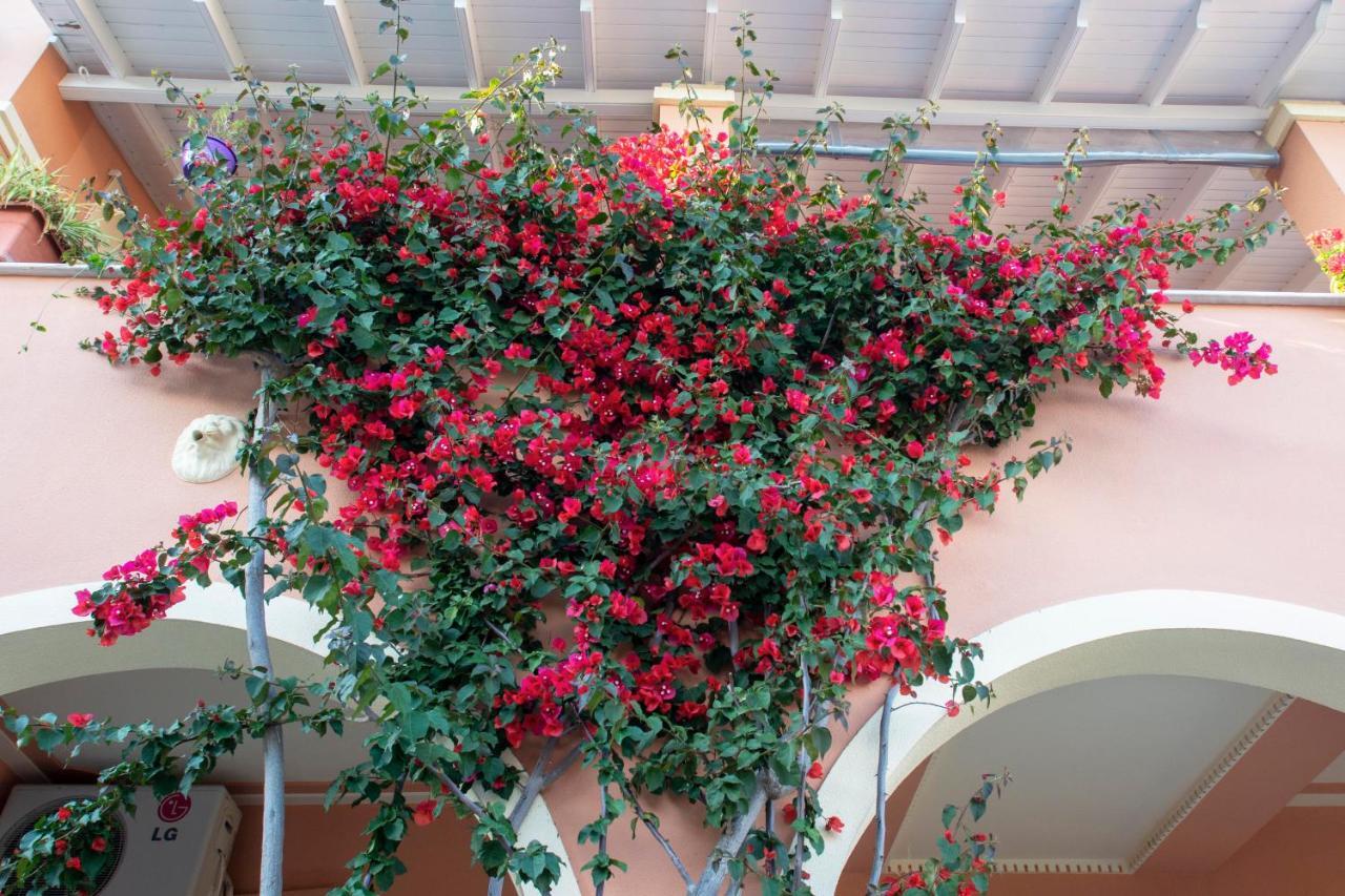The Red Bougainvillea Appartement